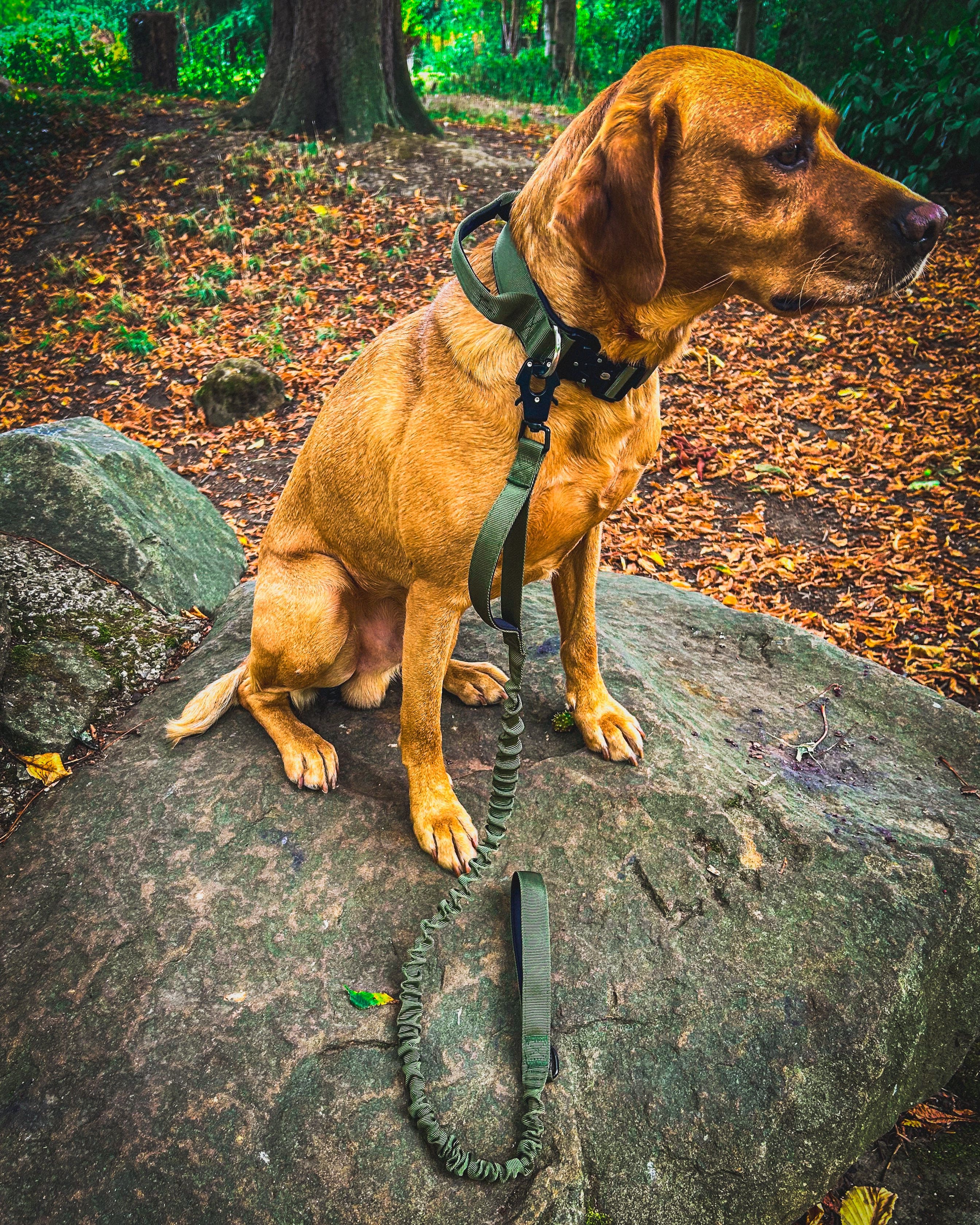 Ridge Hound Comfort Stretch Dog Lead