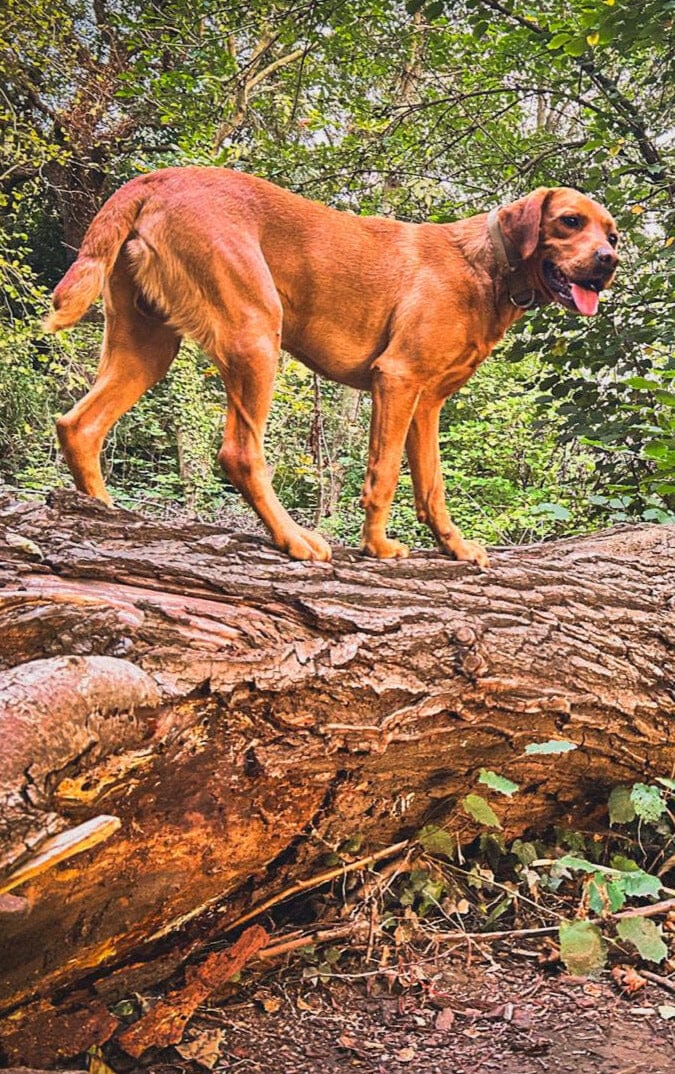 dog outdoors hiking