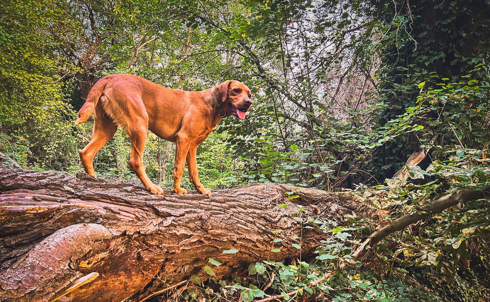 dog outdoors hiking