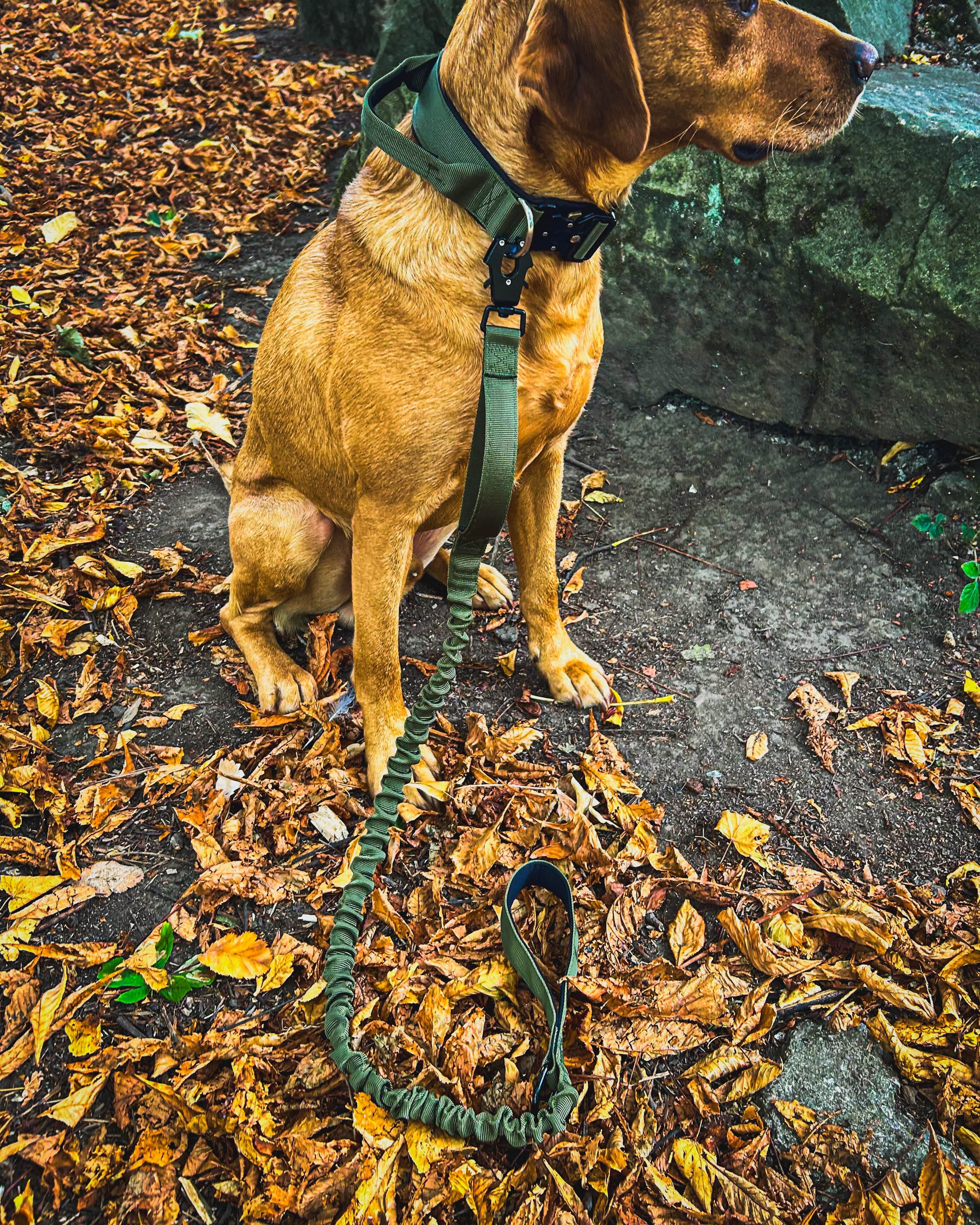 Ridge Hound Comfort Stretch Dog Lead