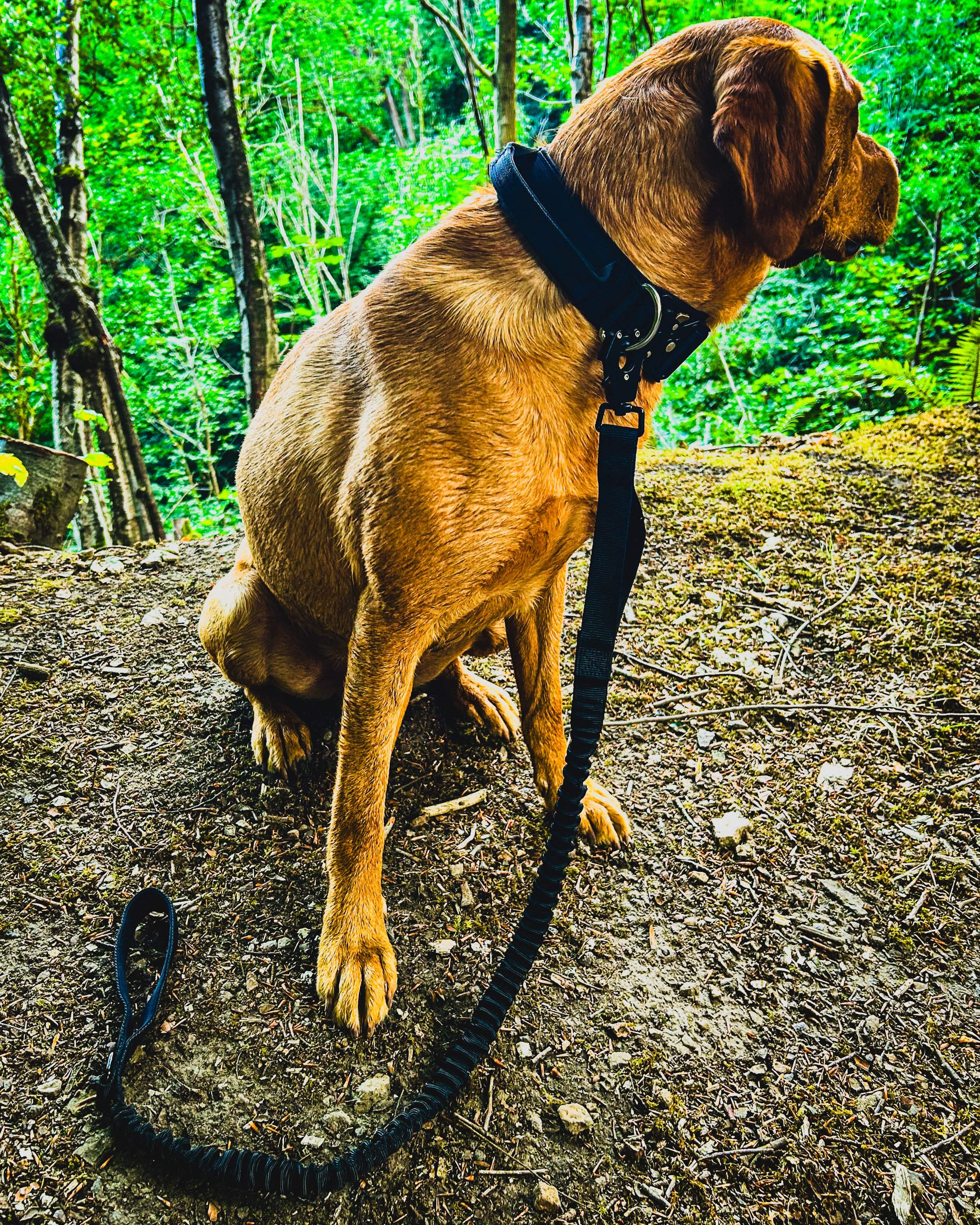 Ridge Hound Comfort Stretch Dog Lead
