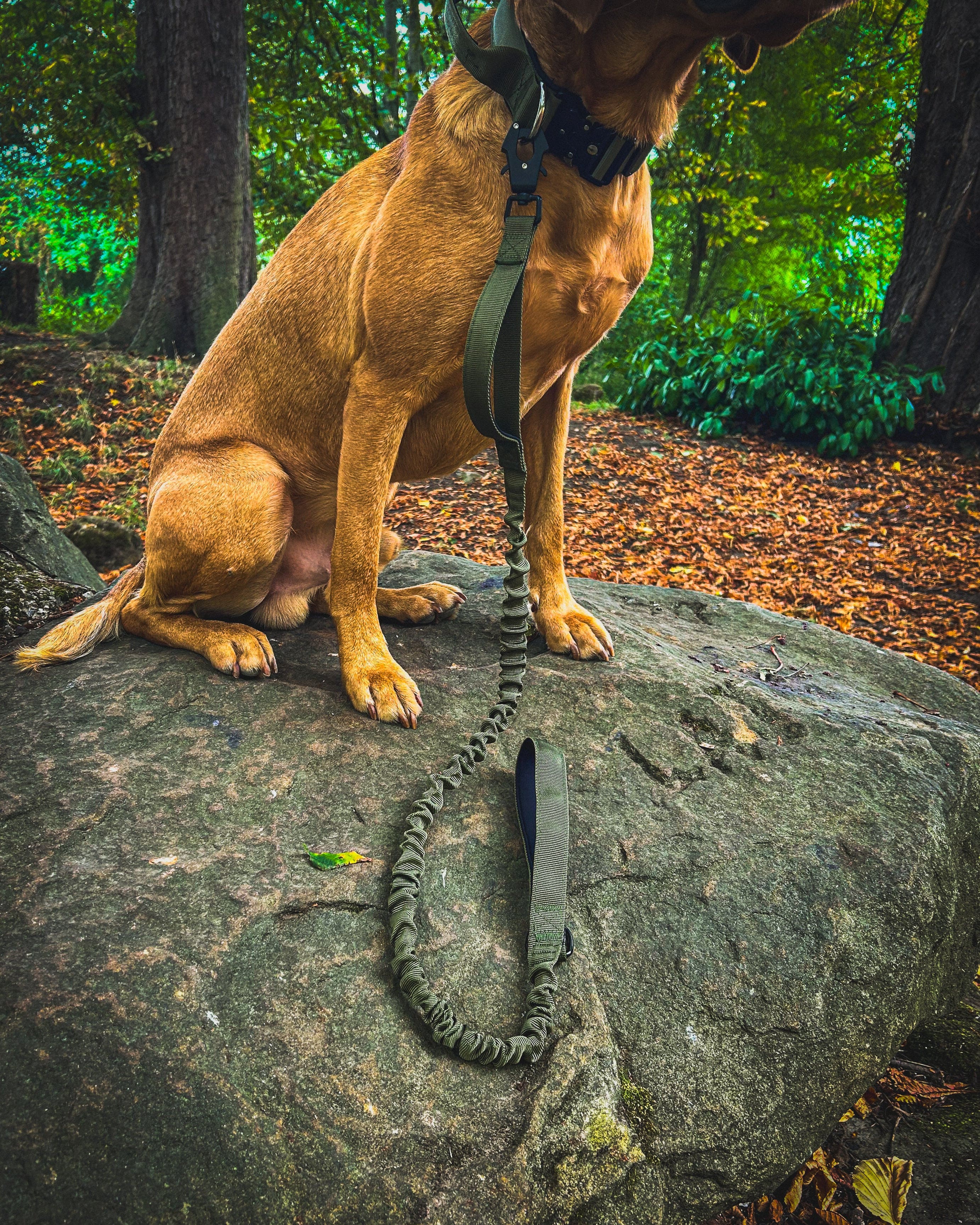 Ridge Hound Comfort Stretch Dog Lead
