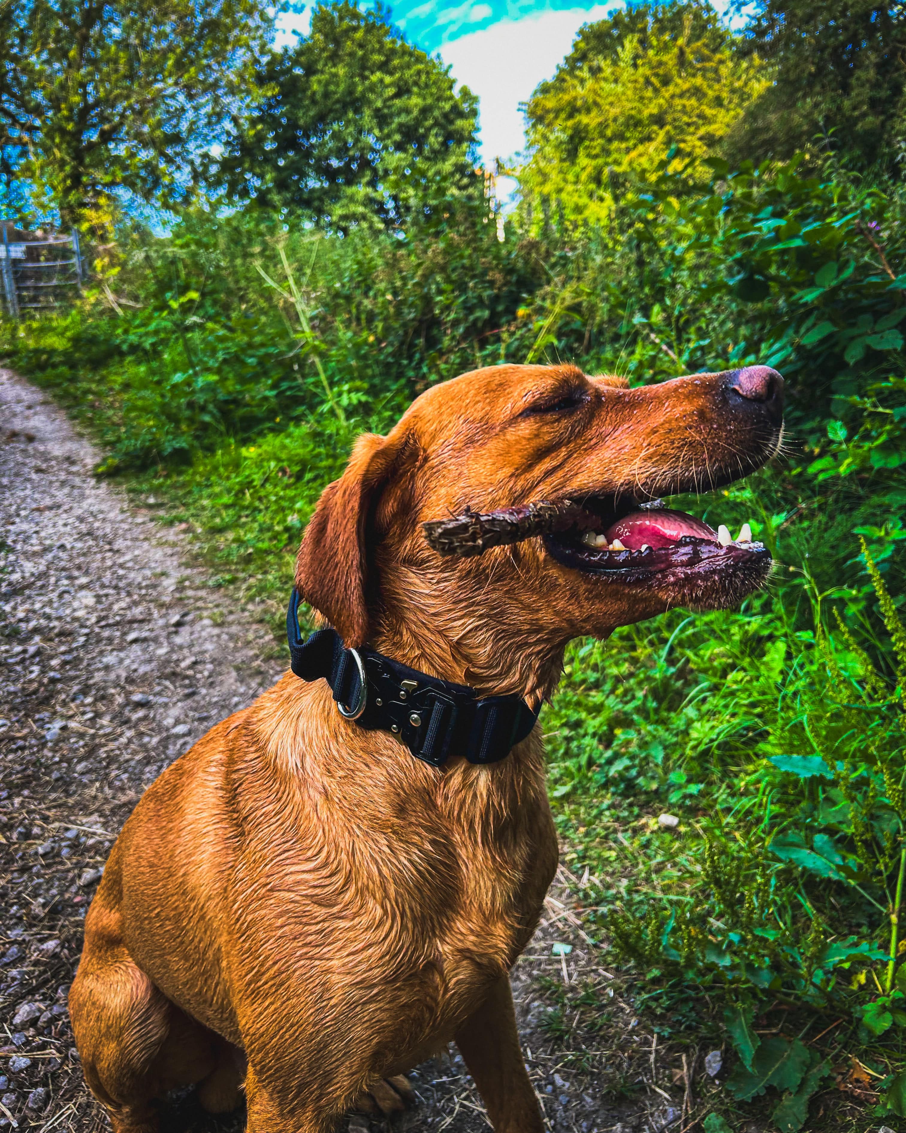 Ridge Hound Heavy Duty Dog Collar with Secure Buckle