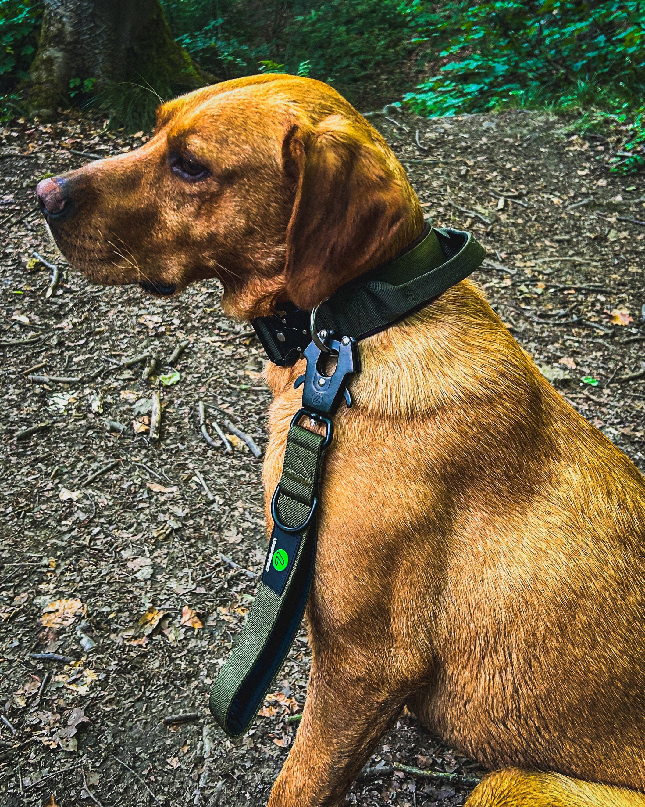 Ridge Hound Short Padded Handle Dog Lead