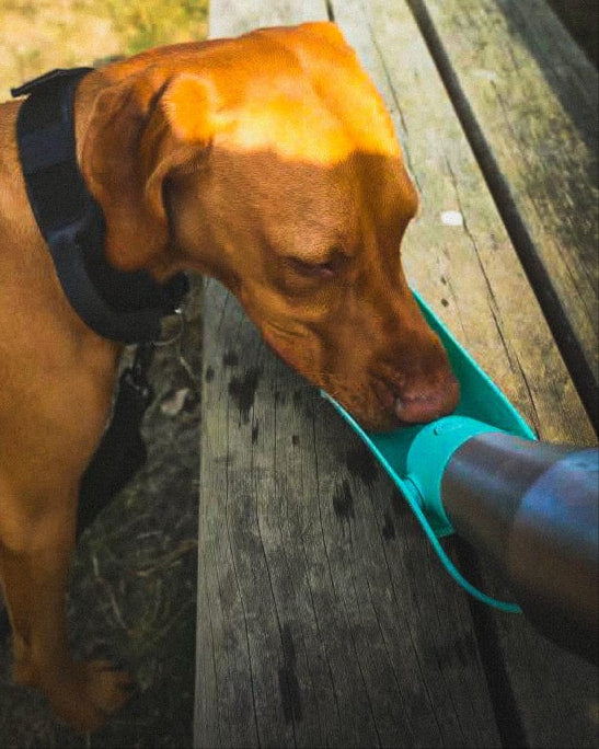 Ridge Hound Stainless Steel Dog Water Bottle