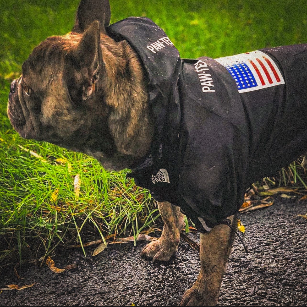 Ridge Hound The Raincoat