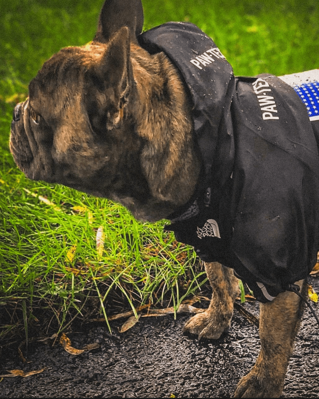 Ridge Hound The Raincoat